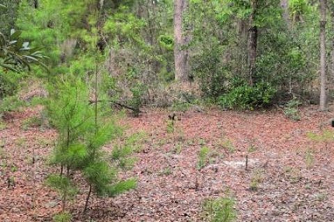 Land in Interlachen, Florida № 2258327 - photo 4