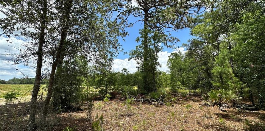 Land in Bronson, Florida № 2158676