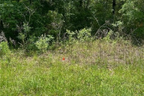 Land in Citrus Springs, Florida № 2212353 - photo 5