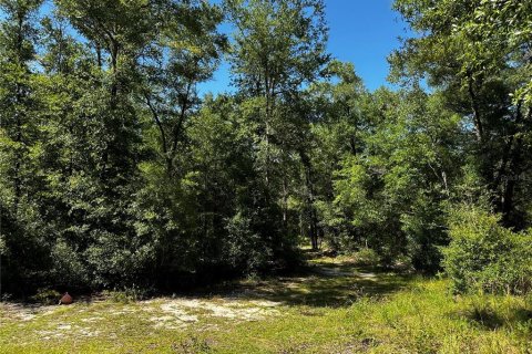 Land in Bronson, Florida № 2237726 - photo 13