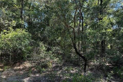 Land in Bronson, Florida № 2237726 - photo 17