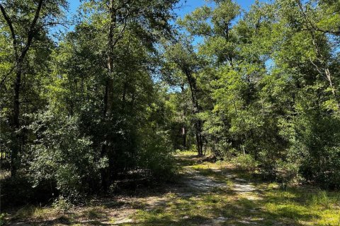 Land in Bronson, Florida № 2237726 - photo 20