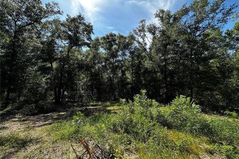 Land in Bronson, Florida № 2237726 - photo 15