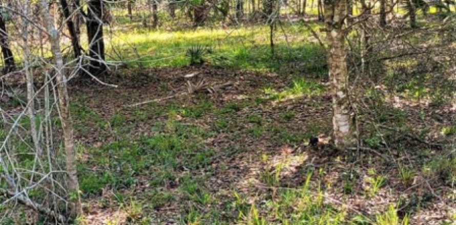 Land in Okeechobee, Florida № 1022225