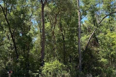 Terrain à Williston, Floride № 2200269