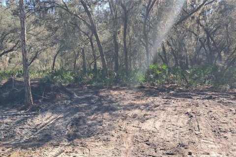 Land in Georgetown, Florida № 2165064 - photo 3