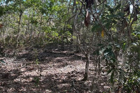 Land in Inverness, Florida № 2148056 - photo 6