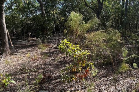 Land in Inverness, Florida № 2148056 - photo 7