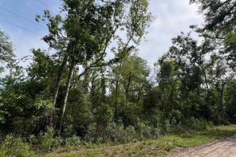 Land in Fort White, Florida № 2123142 - photo 4