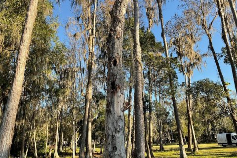 Land in Lutz, Florida № 1910389 - photo 3