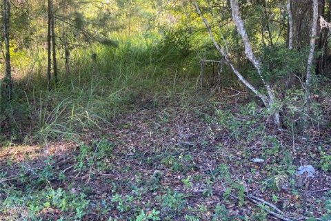 Terreno en venta en Williston, Florida № 2224704 - foto 7