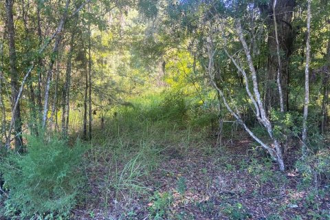 Terreno en venta en Williston, Florida № 2224704 - foto 9
