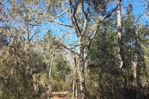 Land in Bronson, Florida № 2161915 - photo 7