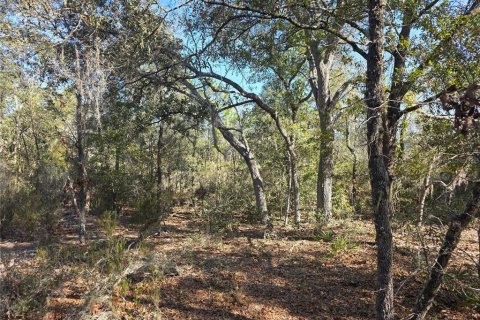 Land in Bronson, Florida № 2161915