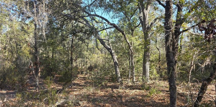 Land in Bronson, Florida № 2161915