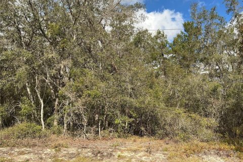 Land in Ocklawaha, Florida № 2258402