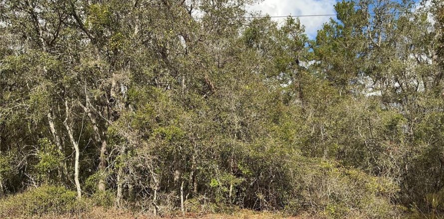 Terrain à Ocklawaha, Floride № 2258402