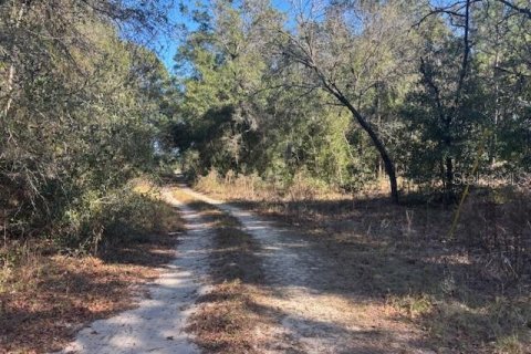 Land in Ocala, Florida № 2159254 - photo 2