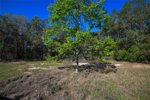Land in Groveland, Florida № 1724503 - photo 1