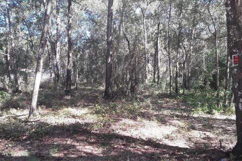 Terrain à Dunnellon, Floride № 2160184