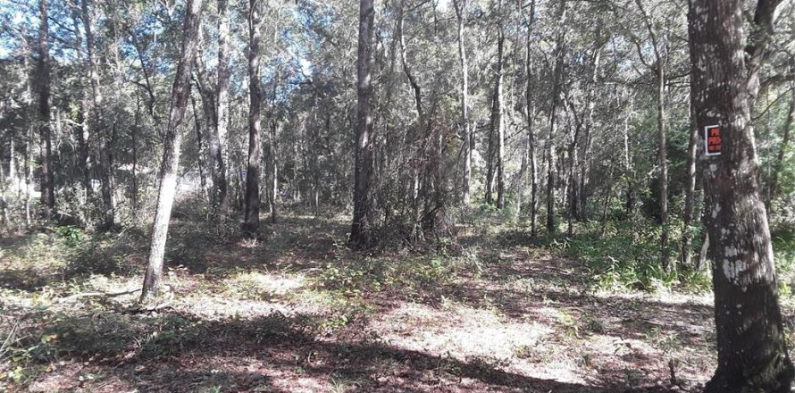 Terrain à Dunnellon, Floride № 2160184