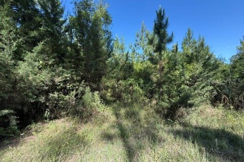 Land in Bunnell, Florida № 2098053 - photo 4