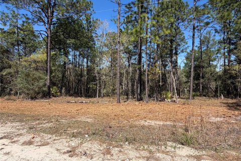 Land in Morriston, Florida № 2232977 - photo 6