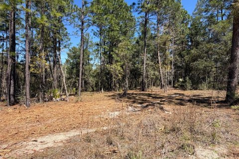 Land in Morriston, Florida № 2232977