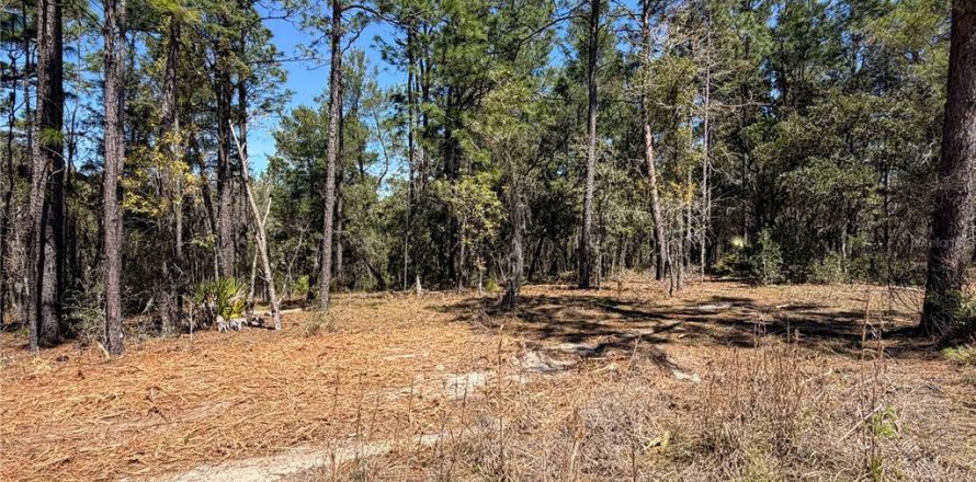 Land in Morriston, Florida № 2232977