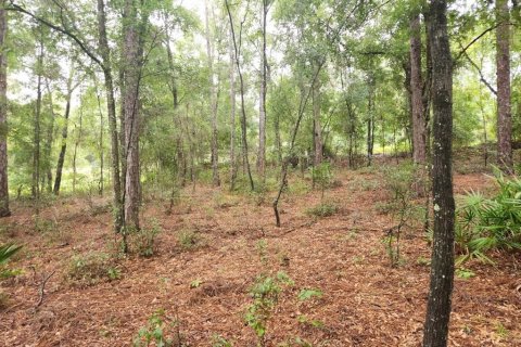 Land in Ocala, Florida № 1381318 - photo 7