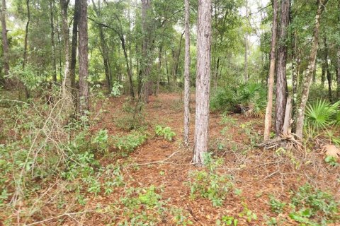 Land in Ocala, Florida № 1381318 - photo 6