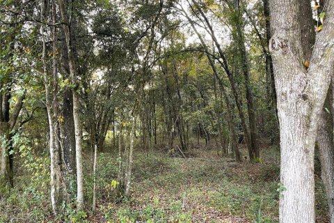 Land in Williston, Florida № 2212909 - photo 11