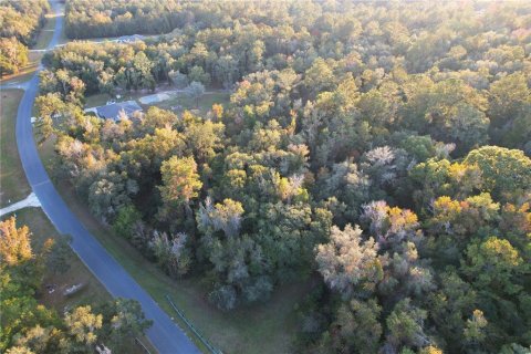 Land in Williston, Florida № 2212909 - photo 14