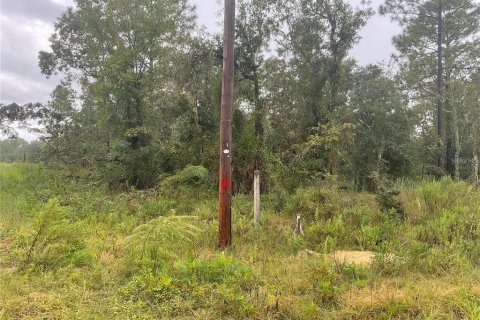 Land in Williston, Florida № 2161783 - photo 3