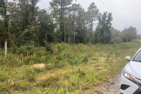 Land in Williston, Florida № 2161783 - photo 4