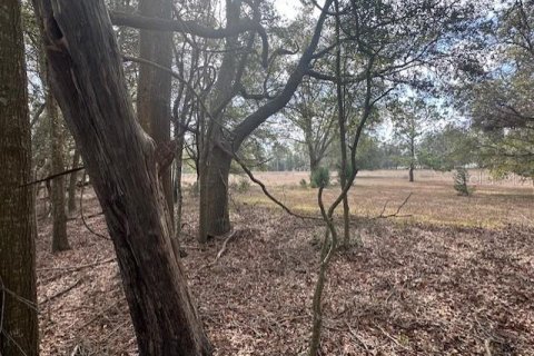Terreno en venta en Bell, Florida № 1511805 - foto 11
