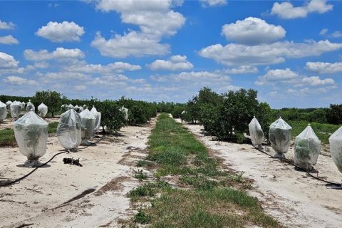 Land in Fort Meade, Florida № 1741012 - photo 9