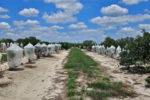 Land in Fort Meade, Florida № 1741012 - photo 8