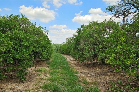 Land in Fort Meade, Florida № 1741012 - photo 5