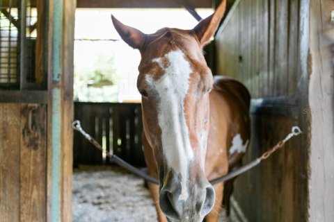 Terreno en venta en Bunnell, Florida № 1918887 - foto 26