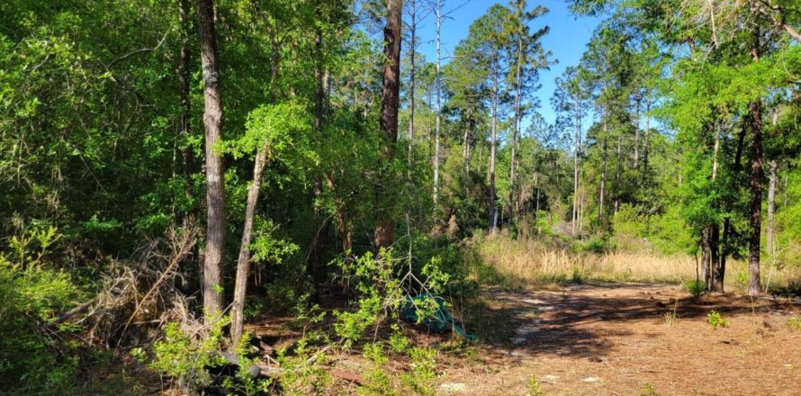 Land in Mossy Head, Florida № 561358