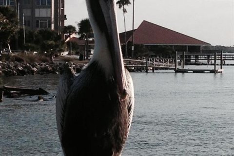 Condominio en venta en Palm Harbor, Florida, 2 dormitorios, 123.84 m2 № 1680127 - foto 27