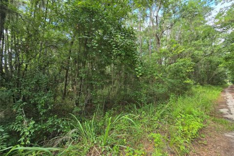 Land in Micanopy, Florida № 1828076 - photo 6