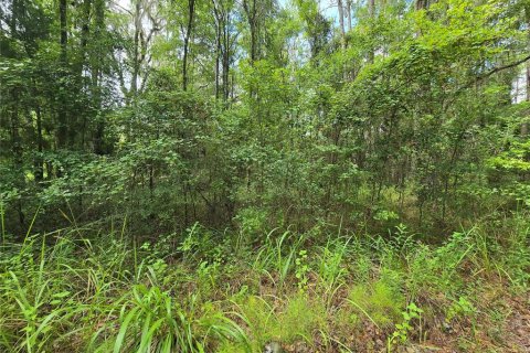 Land in Micanopy, Florida № 1828076 - photo 7