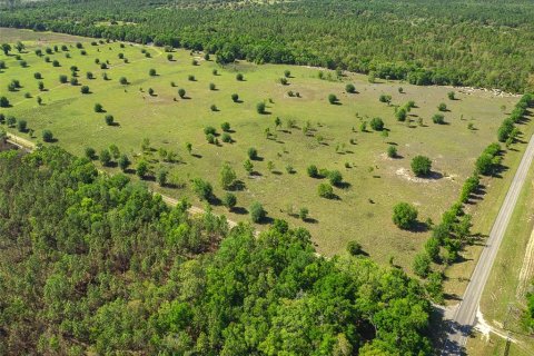 Land in Newberry, Florida № 1649329 - photo 13