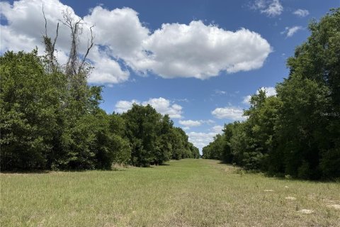 Terrain à Chiefland, Floride № 2205543
