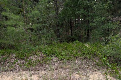 Land in Interlachen, Florida № 2258689 - photo 2