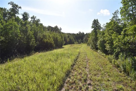 Land in Gainesville, Florida № 1806658 - photo 10