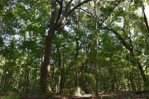 Land in Gainesville, Florida № 1806658 - photo 7