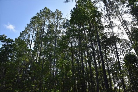 Land in Gainesville, Florida № 1806658 - photo 17